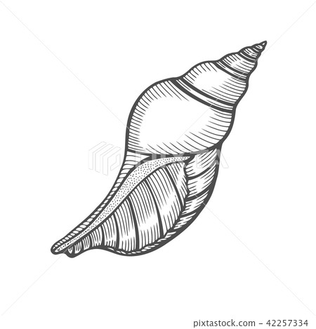 Seashell nautilus Sea shell Seashell nautilus Sea shell 42257334