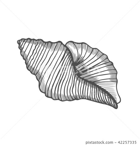 Seashell nautilus Sea shell Seashell nautilus Sea shell 42257335
