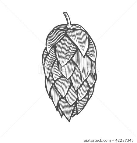 Hand Drawn Vector Illustration Of Hops Stock Illustration 42257343 Pixta The drawing is drawn by hand on scratchboard by michael. pixta