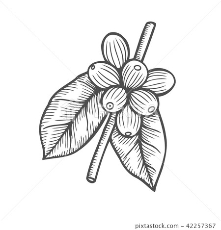 Coffee branch plant 42257367