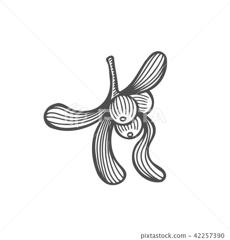 sketch of mistletoe branch sketch of mistletoe branch 42257390