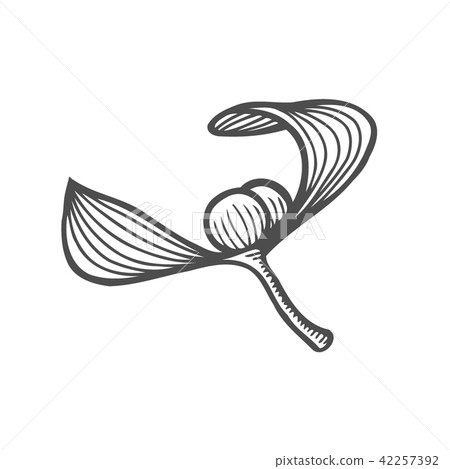 sketch of mistletoe branch sketch of mistletoe branch 42257392