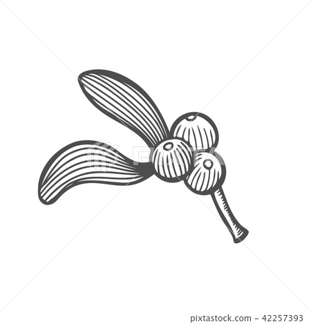 sketch of mistletoe branch sketch of mistletoe branch 42257393