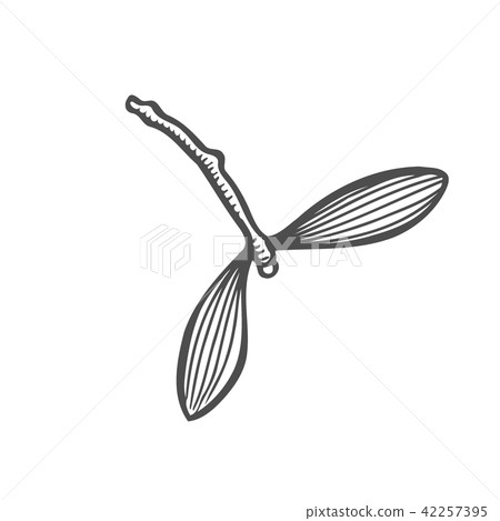 sketch of mistletoe branch sketch of mistletoe branch 42257395