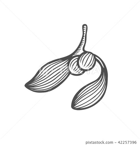 sketch of mistletoe branch 42257396
