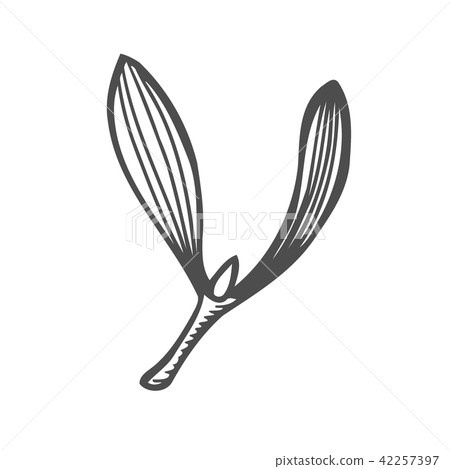 sketch of mistletoe branch 42257397