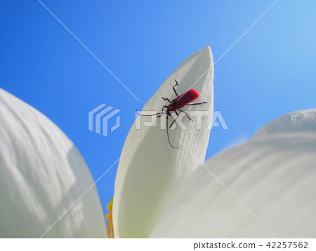 白蓮花的Benicamikiri 白蓮花的Benicamikiri 42257562