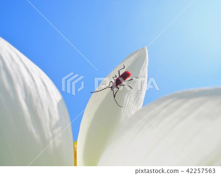 白蓮花的Benicamikiri 42257563