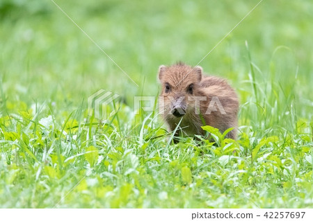 Uribou Uribou 42257697