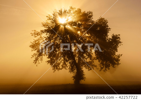 Single tree in the fog 42257722