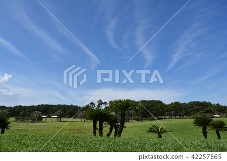 夏天Tsujido海濱公園 夏天Tsujido海濱公園 42257865
