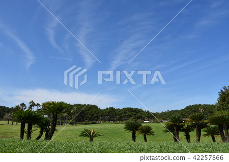 夏天Tsujido海濱公園 夏天Tsujido海濱公園 42257866