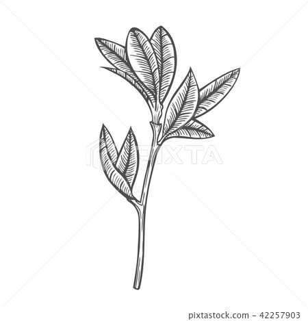 Sketch branch of leaves Sketch branch of leaves 42257903