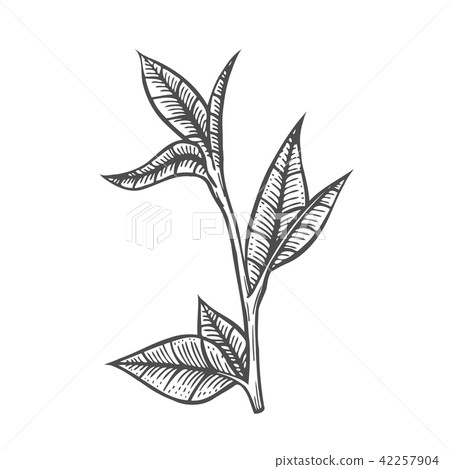 Sketch branch of leaves 42257904