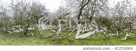 200 years old apple orchard-colony 200 years old apple orchard-colony 42258069