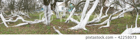 200 years old apple orchard-colony 200 years old apple orchard-colony 42258073