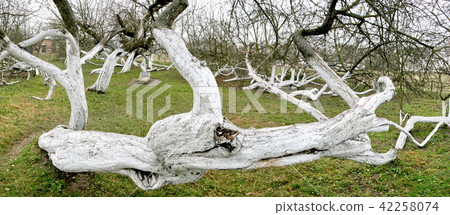 200 years old apple orchard-colony 42258074