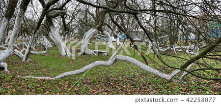 200 years old apple orchard-colony 42258077