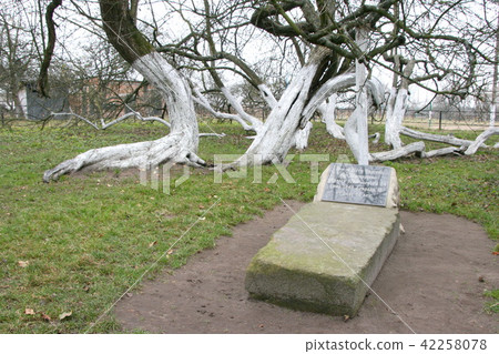 200 years old apple orchard-colony 200 years old apple orchard-colony 42258078