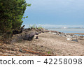 storm summer sea landscape 42258098