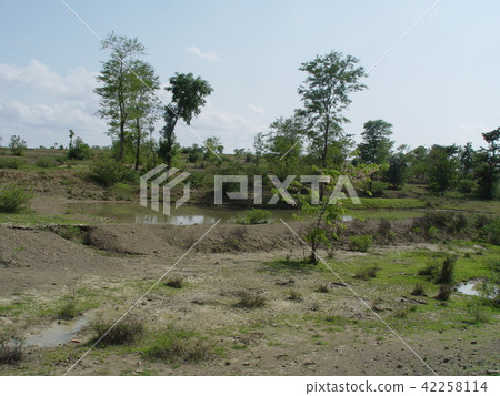 荒地/沼澤/灌木（曼德勒 - 蒲甘/緬甸） 42258114