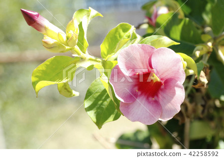 Mandebira Mandebira 42258592