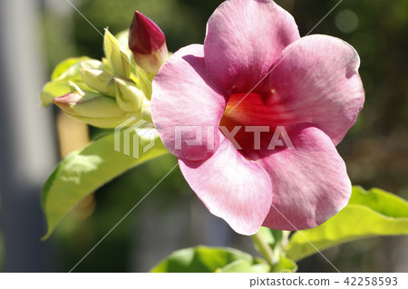 Mandebira Mandebira 42258593