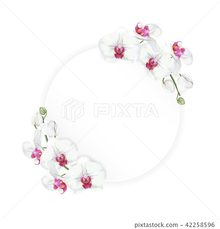 white orchid with round frame white orchid with round frame 42258596