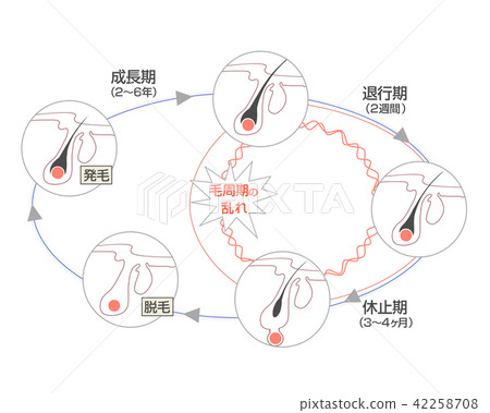 Hair cycle Hair cycle hair growth cycle 42258708