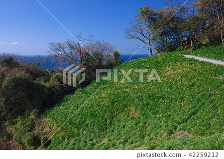 Fukui prefecture Niou-gun Echizen-sho Daffodil land Fukui prefecture Niou-gun Echizen-sho Daffodil land 42259212