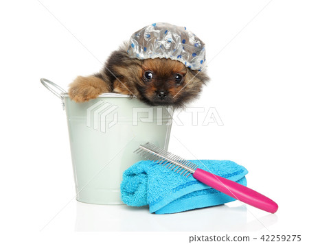 Spitz puppy sitting in bath bucket and cap 42259275
