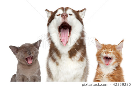 Kitten and puppy sing a song. isolated on white Kitten and puppy sing a song. isolated on white 42259280