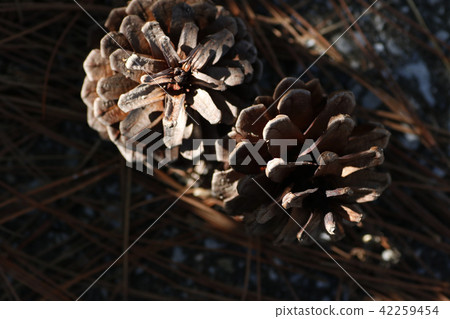 Coniferous cones of Ryukyu pine 42259454