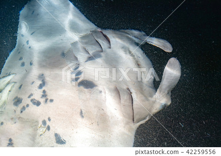 Manta eating krill plancton at night 42259556