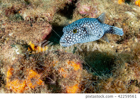 spotted puffer porcupine box fish while diving 42259561