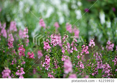Pink Angelona flowers 42259910