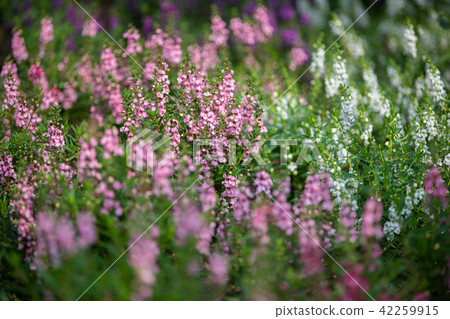 Pink Angelona flowers Pink Angelona flowers 42259915