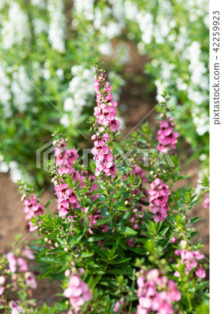 Pink Angelona flowers 42259923