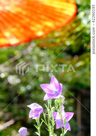 中國桔梗 中國桔梗 42260195