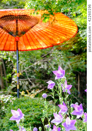 中國桔梗 42260196