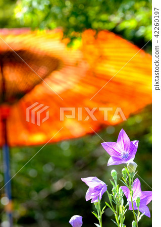 中國桔梗 42260197