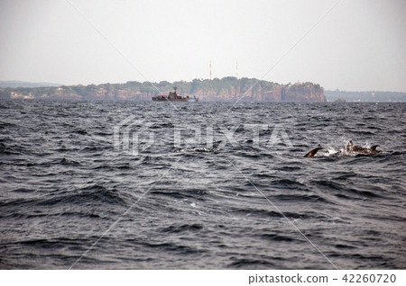 Dolphin Sri Lanka 42260720