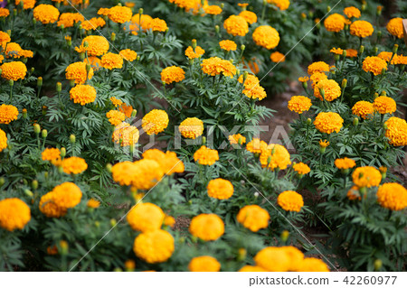 Orange marigold flower Orange marigold flower 42260977
