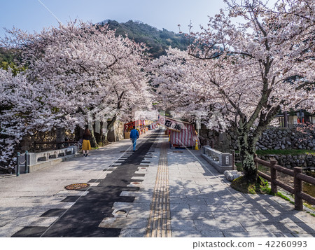 櫻花在春天，秋天在鳥取城堡廢墟著名為秋葉場面 42260993