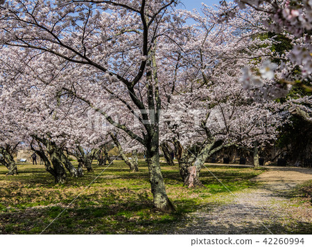 Cherry blossoms in spring, autumn in Tottori Castle Ruins famous for the scenes of autumn leaves Cherry blossoms in spring, autumn in Tottori Castle Ruins famous for the scenes of autumn leaves 42260994