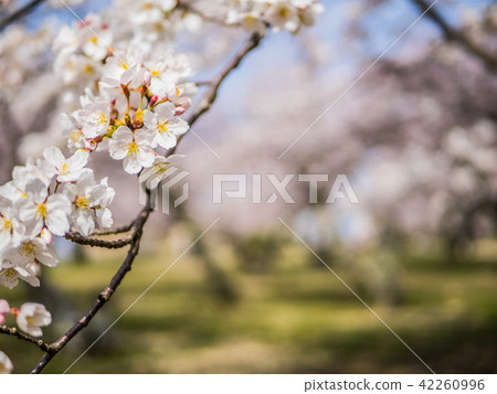 Cherry blossoms in spring, autumn in Tottori Castle Ruins famous for the scenes of autumn leaves 42260996