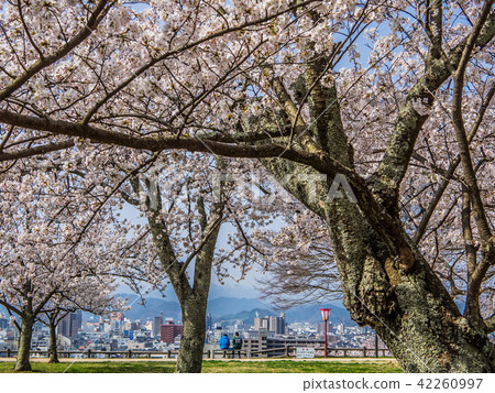 Cherry blossoms in spring, autumn in Tottori Castle Ruins famous for the scenes of autumn leaves Cherry blossoms in spring, autumn in Tottori Castle Ruins famous for the scenes of autumn leaves 42260997