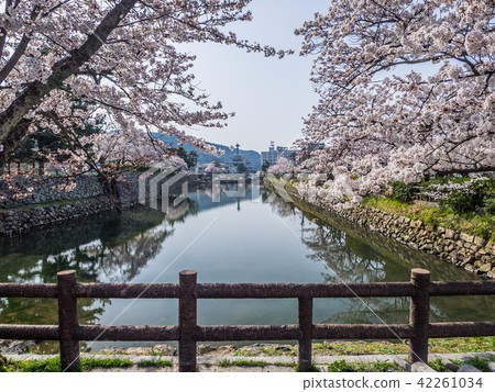 Cherry blossoms in spring, autumn in Tottori Castle Ruins famous for the scenes of autumn leaves Cherry blossoms in spring, autumn in Tottori Castle Ruins famous for the scenes of autumn leaves 42261034