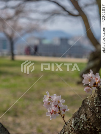 Cherry blossoms in spring, autumn in Tottori Castle Ruins famous for the scenes of autumn leaves 42261057