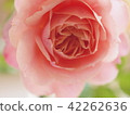 單環粉色玫瑰 42262636